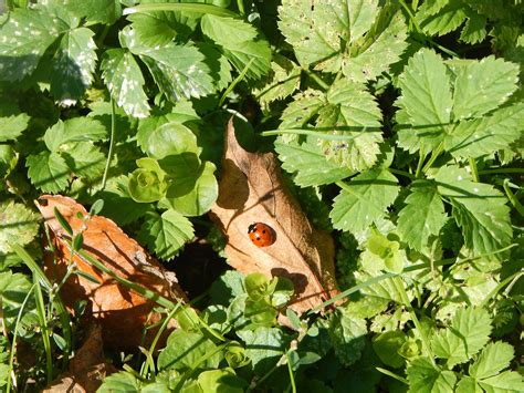 Coccinelle Insecte Automne La Photo Gratuite Sur Pixabay Pixabay