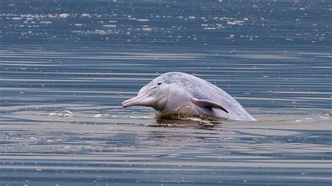 Meet The Chinese White Dolphins Cgtn