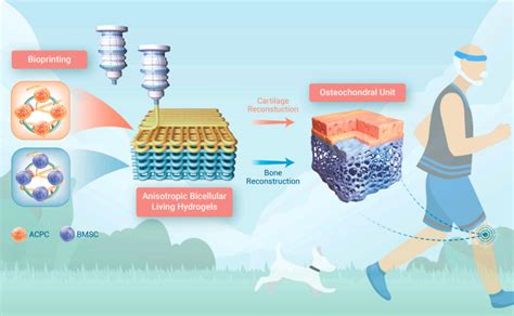 D Bioprinted Anisotropic Bicellular Living Hydrogels Boost