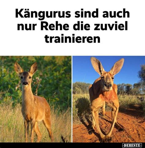 Kängurus sind auch nur Rehe zuviel trainieren DEBESTE de