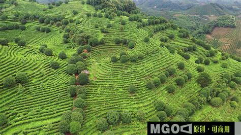 茶园视频素材 茶园实拍高清素材 凌点视频素材网