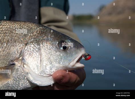 Freshwater Drum Mouth