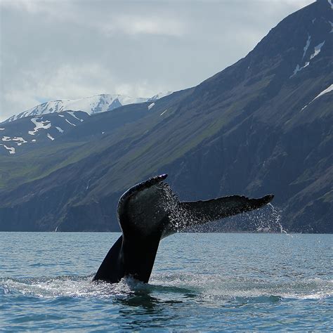 Husavik Traditional Whale Watching Guide To Iceland