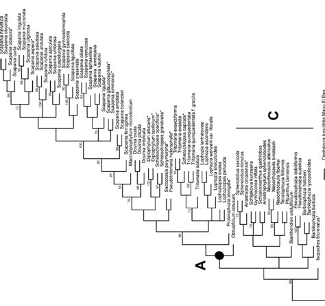 Part 1 Of 3 Maximum Parsimony Phylogenetic Tree For The Suborder