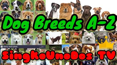 Dog Breeds A Z Ibat Ibang Lahi Ng Aso A Z Singkounodos Tv Youtube