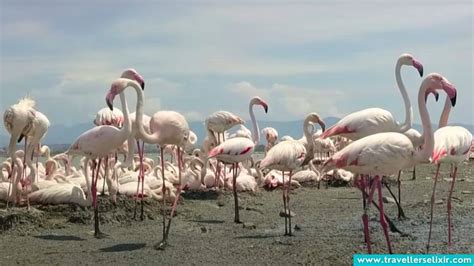 Where To See Flamingos In Sardinia - 2024 Guide