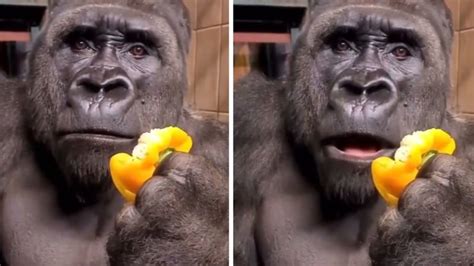 Shocked Gorilla Confused Gorilla Eating Yellow Pepper Know Your Meme