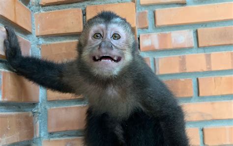 Macaco prego é resgatado de cativeiro em Novo Hamburgo Novo Hamburgo