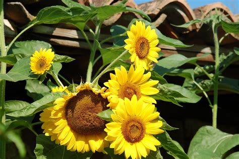 Floreciendo Rural Girasoles El Foto Gratis En Pixabay Pixabay