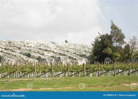 Vineyard Northern Tasmania Stock Image Image Of White 69089315