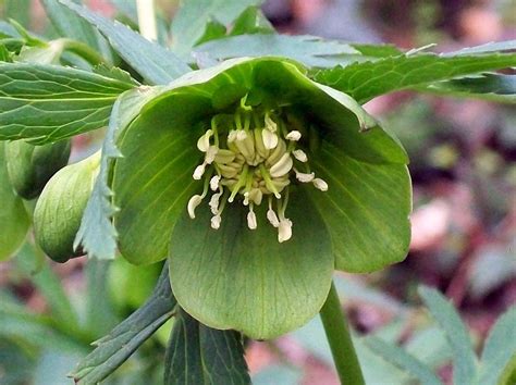 Green Flowered Hellebores Deborah Silver And Co