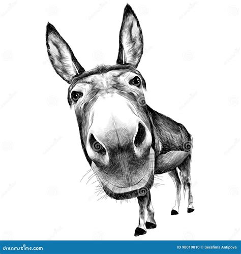 Donkey Face Drawing