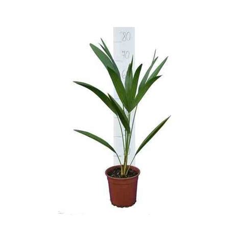 Chamaerops Humilis Palmier Doum Pot De 40 Litres Stipre 40 60 Total