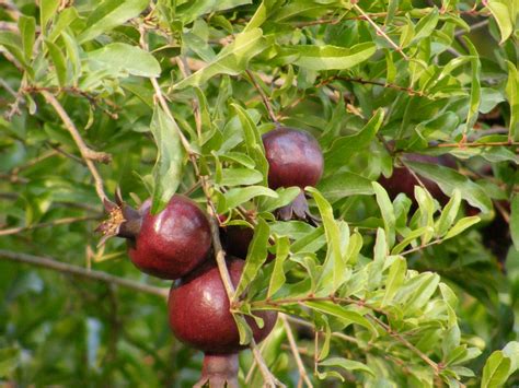 Banco De Imagens árvore Natureza Ramo Plantar Fruta Baga Doce Flor Comida Vermelho