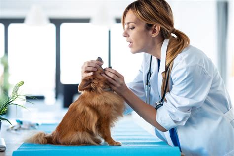 The Annual Veterinary Exam What To Expect Animal Wellness Magazine