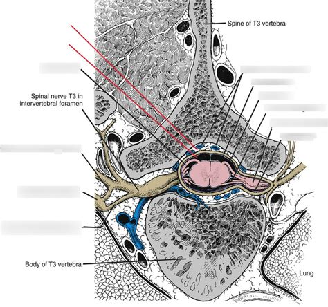 Intervertebral structures Diagram | Quizlet