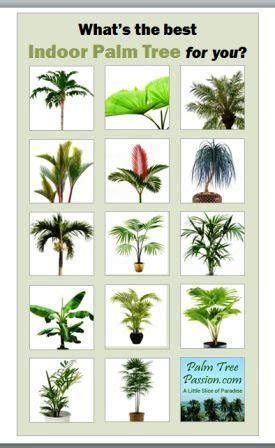 Identification Types Of Palm Trees Chart