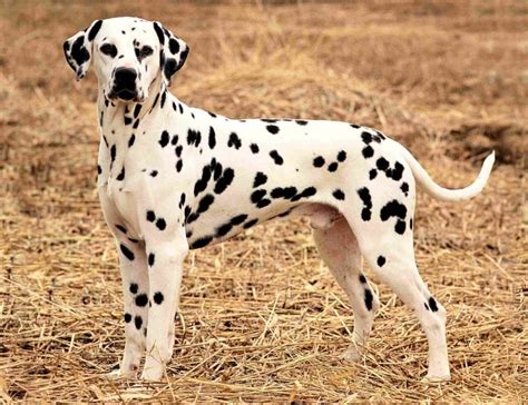 Dalmatian Breed Guide - Learn about the Dalmatian.