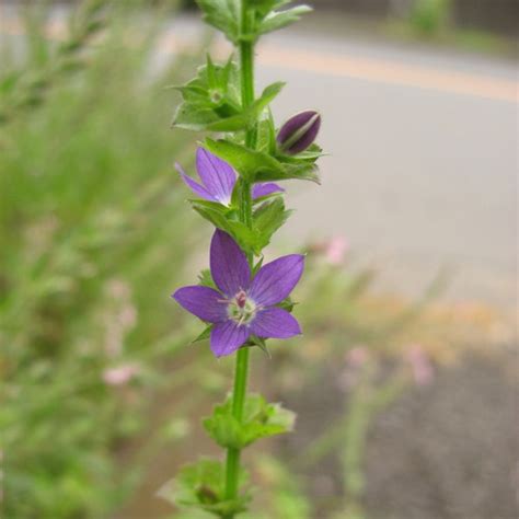 Triodanis Perfoliata Clasping Leaved Venus Looking Glass Blue Stem Natives