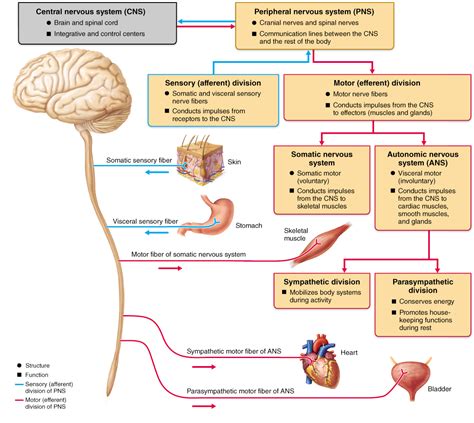 The Functional Organization Of The Nervous System Nervous System