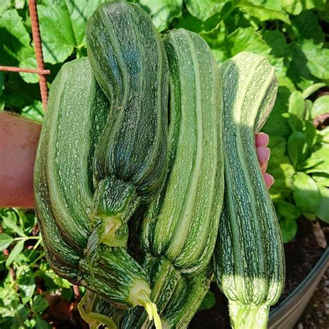 Zucchini Costata Romanesco Seeds The Seed Collection