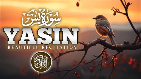 Relaxing Surah Yaseen Surah Yasin Ep Quran Recitation