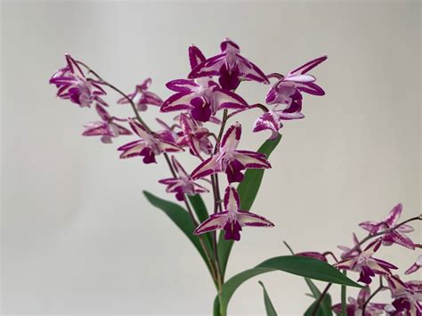 Dendrobium Kingianum Splah Orchideen Wichmann