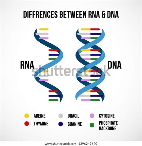 Vector De Stock Libre De Regalías Sobre Differences Between Dna Rna