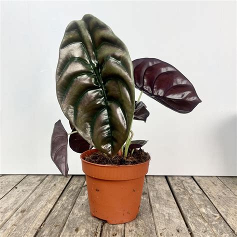 Alocasia Cuprea Red Secret