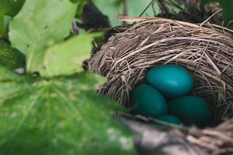 Birds Nesting In Hedges Here S Everything You Need To Know