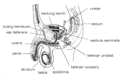 Sistem Reproduksi Pada Manusia Lengkap Z I A M E L