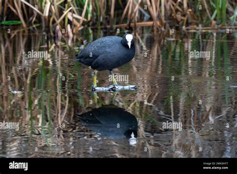 Slough Berkshire UK 28th January 2023 A Reflection Of A Coot