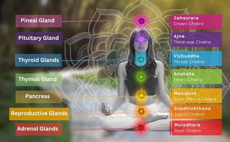 Energetic Alchemy Chakras And The Endocrine System