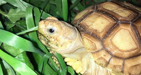 Sulcata Tortoise Diet Sheet