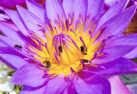 Les Abeilles Fleur Mauve Lotus Photo Gratuite Sur Pixabay Pixabay