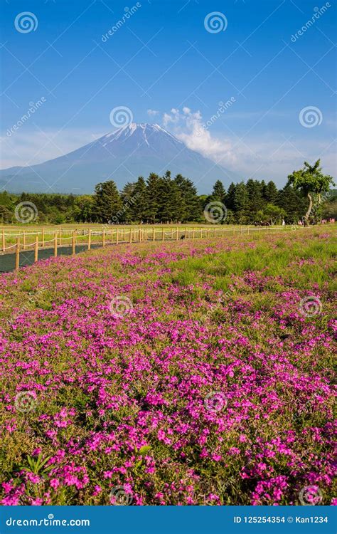 Shibazakura Flower Field With Mount Fuji Stock Photo Image Of