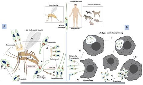 Binary Fission In Leishmania