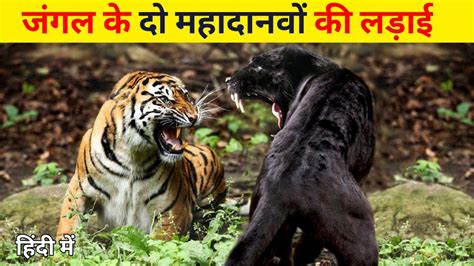 Tiger Black Panther Tiger Vs Black