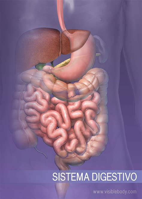 Sistema Digestivo Imagens Grandes Fdplearn