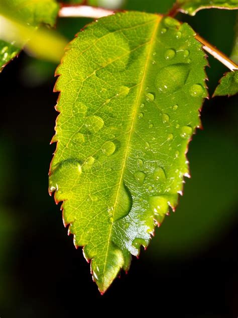 Gotas De Lluvia En Una Hoja Verde De Una Planta Imagen De Archivo