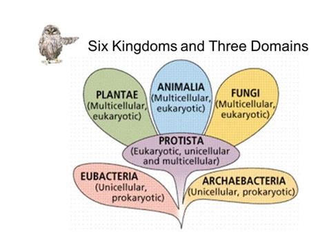 Classification And Intro To Bacteria Flashcards Quizlet