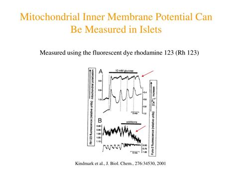 Ppt Tutorial Glucose Metabolism In The B Cell Powerpoint