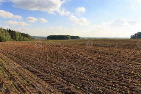 Corn Field Immature 9409444 Stock Photo At Vecteezy