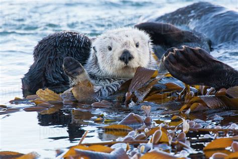 Sea Otter Wrapped In Kelp