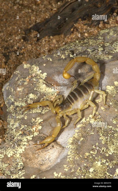 Hairy Scorpion Hi Res Stock Photography And Images Alamy