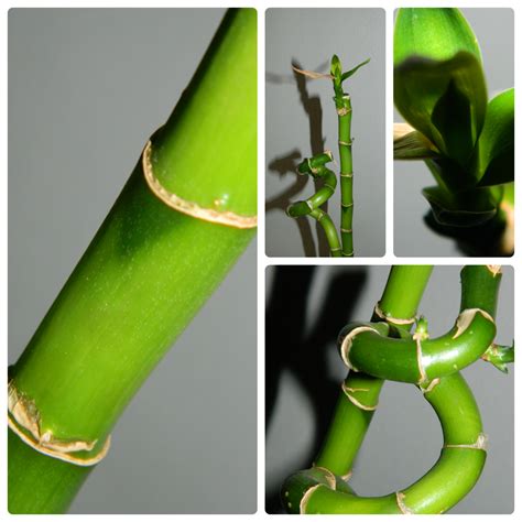 Bamboo