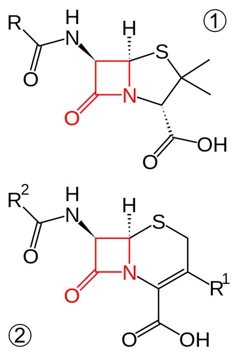 Difference Between Beta Lactam And Non Beta Lactam Compare The Difference Between Similar Terms