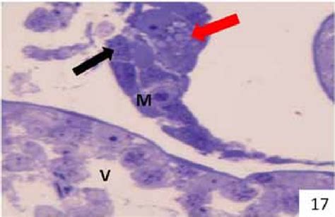 A Photomicrograph Of A Semithin Section Of The Testis Of An Adult