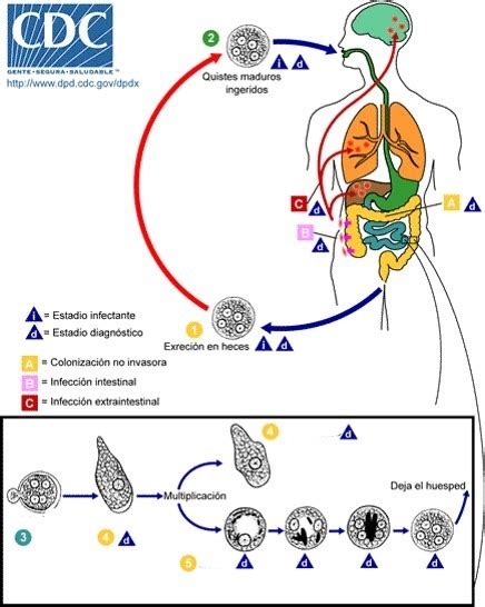 Diagrama De Entamoeba Histolytica Quizlet