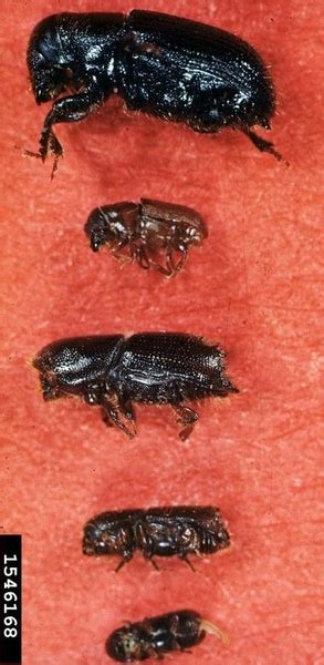 Pine Beetle